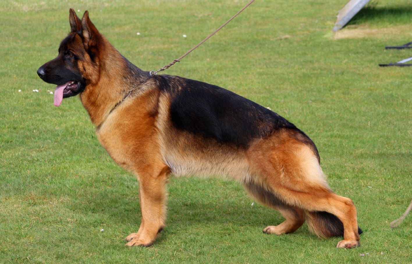 Elton von der Ostfriesischen Thingstätte importado de Alemania, hijo de negus de Marka Elton von der Ostfriesischen Thingstätte importado de Alemania, hijo de negus de Marka