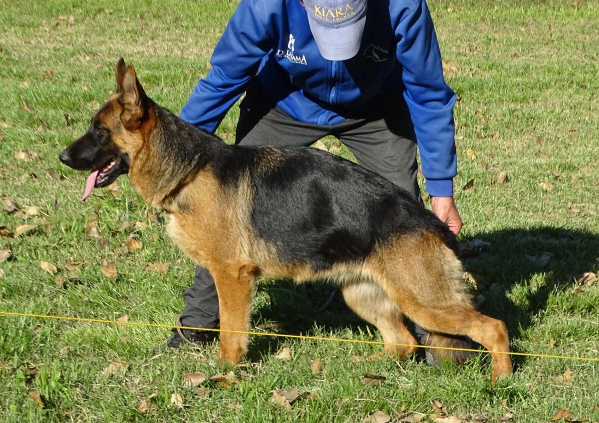 Keira von verbünden, hija de Willy Team Verbünden y Sol von Verbünden Keira von verbünden, hija de Willy Team Verbünden y Sol von Verbünden
