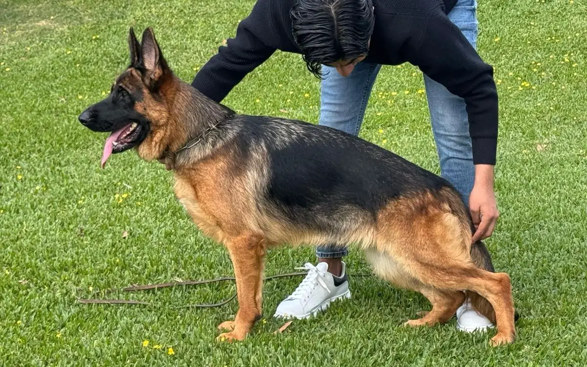 Niza von verbunden, hija de King Cabot land