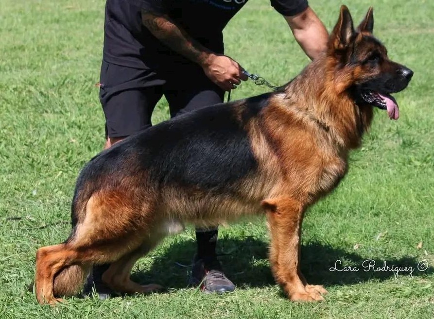 Yatro von der herr Chewy, VA del sieger argentino 2026