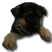 cabeza de un ovejero aleman