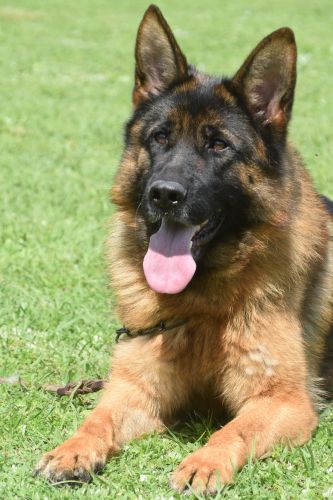 Trago junto a su hermana tiara team gigelsfelsen