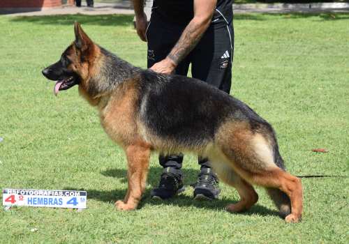 Nayla team verbünden