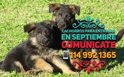 ovejeros alemanes cachorros, consulte el precio a los 45 dias en el criadero ovejeros alemanes cachorros, consulte el precio a los 45 dias en el criadero