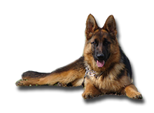 foto de un perro de la raza ovejero aleman